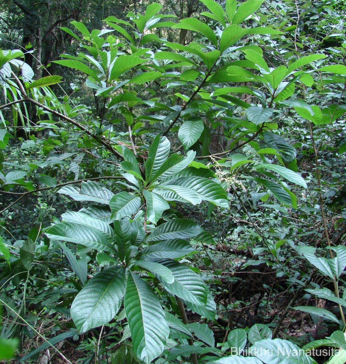 Meliosma simplicifolia (Roxb.) Walp.
